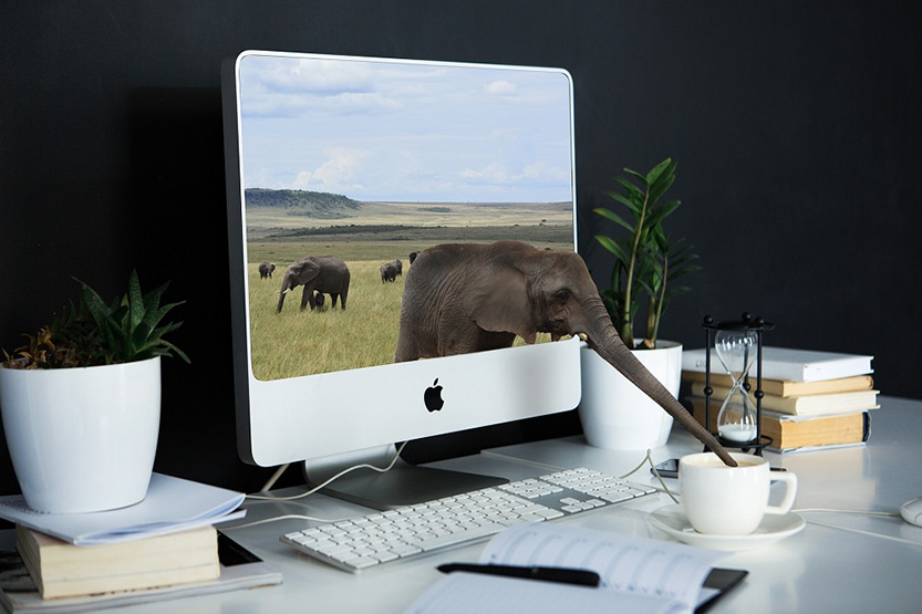 how to make your website stand out graphic with elephant on computer screen